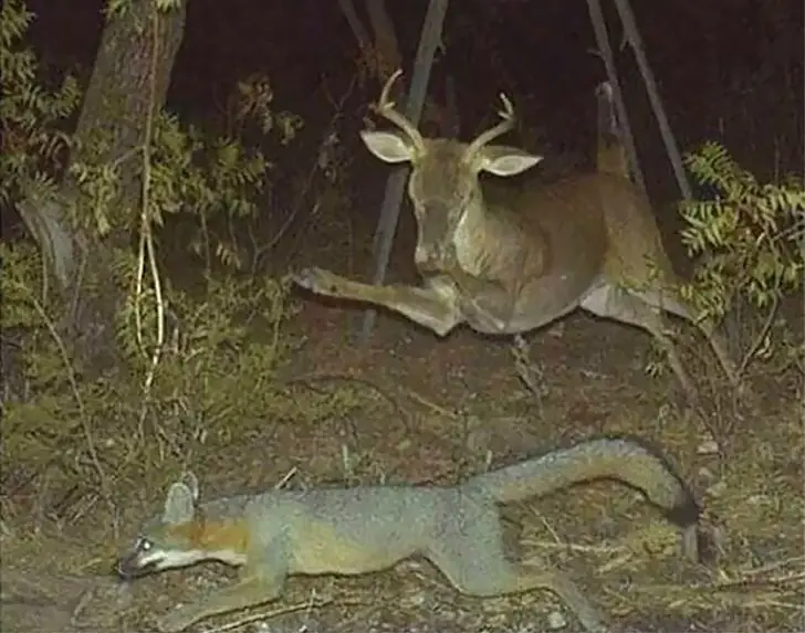 When Deer Forget Their Job Description