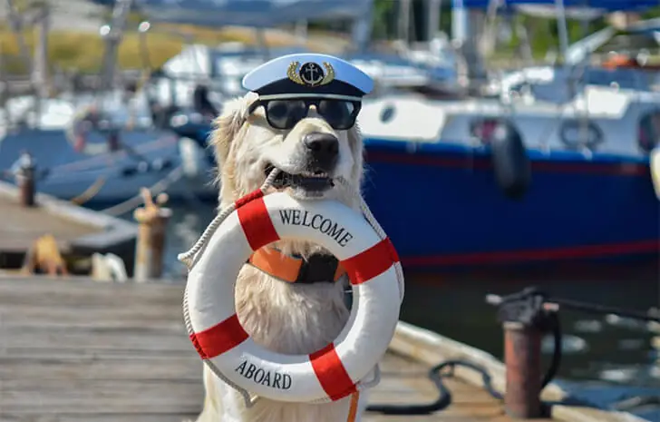 Captain Canine
