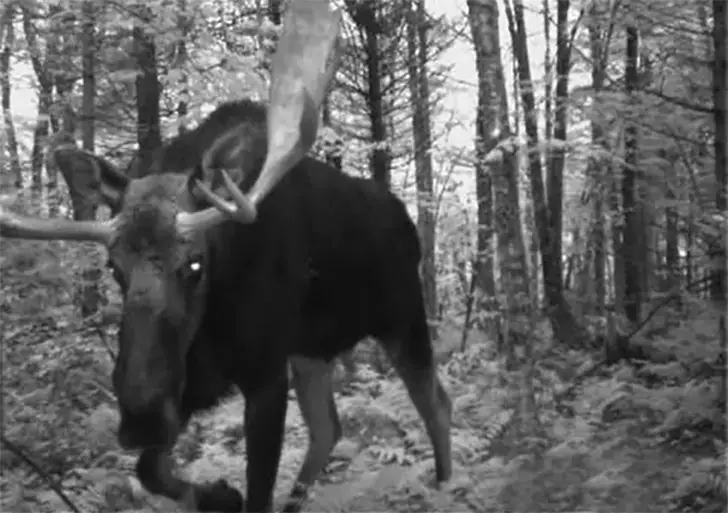 The Forest’s Intimidating Gentle Giant Is Not Looking for a Fight