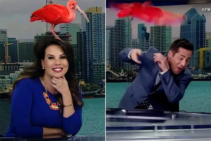Feathered Surprise During Live Broadcast