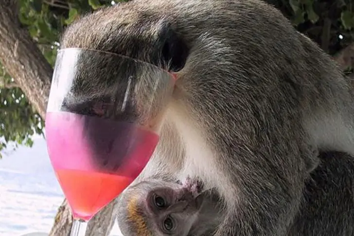 Monkey Mixologist at Work